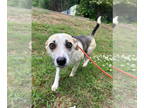 Feist Terrier Mix DOG FOR ADOPTION RGADN-1346869 - Madonna (AL) - Feist / Mixed