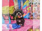 Shih Tzu Mix DOG FOR ADOPTION RGADN-1346890 - Olive (NC) - Poodle (unknown type)