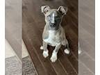 Boxer Mix DOG FOR ADOPTION RGADN-1346894 - Hatcher (GA) - Boxer / Mixed (short