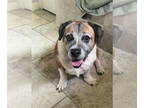 Basset Hound Mix DOG FOR ADOPTION RGADN-1346895 - Shortcake (GA) - Basset Hound