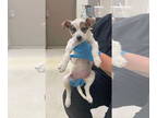 Jack Russell Terrier Mix DOG FOR ADOPTION RGADN-1346896 - Sasha (SC) - Jack