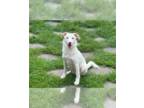 Great Pyrenees DOG FOR ADOPTION RGADN-1346897 - Baylor (AL) - Great Pyrenees /