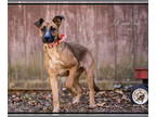 Boxer Mix DOG FOR ADOPTION RGADN-1346909 - Daisy - Boxer / Shepherd / Mixed