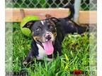 Mountain Cur Mix DOG FOR ADOPTION RGADN-1346912 - Hazel - Mountain Cur / Terrier