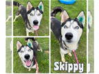 Huskies Mix DOG FOR ADOPTION RGADN-1346915 - Skippy - Husky / Mixed Dog For