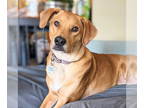 Labrador Retriever DOG FOR ADOPTION RGADN-1346923 - Moose McDougal - Labrador
