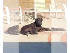 American Bandogge mastiff DOG FOR ADOPTION RGADN-1346951 - Radar - Mastiff / Pit