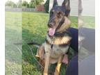 German Shepherd Dog DOG FOR ADOPTION RGADN-1346958 - Jade - German Shepherd Dog