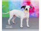Catahoula Leopard Dog Mix DOG FOR ADOPTION RGADN-1346971 - CONRAD - Catahoula