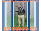 German Shepherd Dog DOG FOR ADOPTION RGADN-1346979 - DISCO - $250 - German