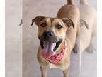 American Pit Bull Terrier-Rhodesian Ridgeback Mix DOG FOR ADOPTION RGADN-1346982