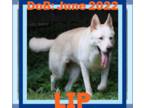 Mix DOG FOR ADOPTION RGADN-1346985 - LIP - White German Shepherd (short coat)