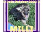 German Shepherd Dog Mix DOG FOR ADOPTION RGADN-1346987 - MILLI - German Shepherd