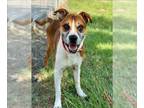 Boxer Mix DOG FOR ADOPTION RGADN-1346996 - SPROCKET - Boxer / Mixed (medium