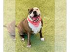 American Staffordshire Terrier DOG FOR ADOPTION RGADN-1347001 - MAMA - American