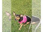 Miniature Pinscher Mix DOG FOR ADOPTION RGADN-1347024 - Lily - Miniature