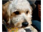 Poodle (Miniature) DOG FOR ADOPTION RGADN-1347027 - Charlie - Poodle (Miniature)
