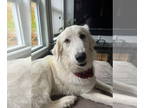 Great Pyrenees DOG FOR ADOPTION RGADN-1347039 - DIESEL - in VT - Great Pyrenees
