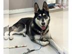 Mix DOG FOR ADOPTION RGADN-1347068 - Charlotte - Husky / German Shepherd Dog