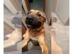 Mastador DOG FOR ADOPTION RGADN-1347076 - Pancake- Sponsored - Mastiff /