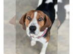 Harrier Mix DOG FOR ADOPTION RGADN-1347101 - COURTESY POST: Nelli - Harrier /