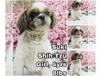 Shih Tzu DOG FOR ADOPTION RGADN-1347128 - Suki from Korea - Shih Tzu Dog For