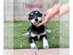 Huskies -Labrador Retriever Mix DOG FOR ADOPTION RGADN-1347132 - Bonita -