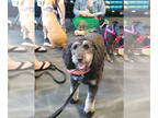 Bernedoodle DOG FOR ADOPTION RGADN-1347137 - Bernie - Poodle (Standard) /