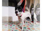 Basenji Mix DOG FOR ADOPTION RGADN-1347140 - BELLA - Basenji / Mixed Dog For