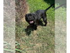 American Pit Bull Terrier DOG FOR ADOPTION RGADN-1347148 - Boomer - CL - Pit