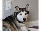 Mix DOG FOR ADOPTION RGADN-1347177 - Willow - Husky (medium coat) Dog For