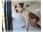 Staffordshire Bull Terrier Mix DOG FOR ADOPTION RGADN-1347181 - APPLE BLOOM -