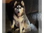 Mix DOG FOR ADOPTION RGADN-1347196 - Bowbwa Streisand - Husky (short coat) Dog