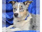 Australian Shepherd Mix DOG FOR ADOPTION RGADN-1347219 - Blue Randolph -