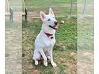 Mix DOG FOR ADOPTION RGADN-1347225 - Kris - Husky (medium coat) Dog For