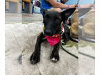 Dutch Shepherd Mix DOG FOR ADOPTION RGADN-1347233 - Snoop - Dutch Shepherd /