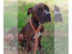 Boxer Mix DOG FOR ADOPTION RGADN-1347240 - MARGIE - Boxer / Mixed (medium coat)