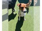 Jack-A-Bee DOG FOR ADOPTION RGADN-1347254 - Mama Pumpkin - Jack Russell Terrier