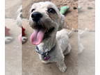 Shih Tzu Mix DOG FOR ADOPTION RGADN-1347311 - Teeter - Terrier / Shih Tzu /