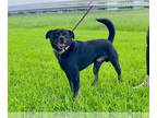 Labrador Retriever-Pekingese Mix DOG FOR ADOPTION RGADN-1347323 - Milo -