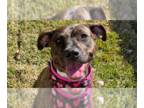 American Staffordshire Terrier-Plott Hound Mix DOG FOR ADOPTION RGADN-1347325 -