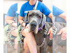 Great Dane DOG FOR ADOPTION RGADN-1347326 - Carmella - Great Dane Dog For