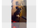 Boxer DOG FOR ADOPTION RGADN-1347330 - Ariel II - Boxer Dog For Adoption