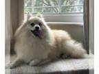 Pomeranian Mix DOG FOR ADOPTION RGADN-1347342 - Hansel - Pomeranian / Mixed Dog