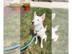 German Shepherd Dog-Huskies Mix DOG FOR ADOPTION RGADN-1347346 - Hachi - Husky /