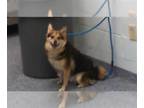 Alaskan Klee Kai DOG FOR ADOPTION RGADN-1347349 - WENDY DARLIN - Alaskan Klee