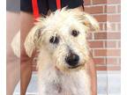 Poodle (Standard) Mix DOG FOR ADOPTION RGADN-1347355 - Rosy - Poodle (Standard)