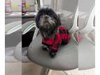 Shih Tzu DOG FOR ADOPTION RGADN-1347358 - Gertrude - Shih Tzu (long coat) Dog
