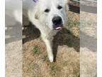Great Pyrenees Mix DOG FOR ADOPTION RGADN-1347379 - Joy - Great Pyrenees / Mixed