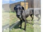 Great Dane Mix DOG FOR ADOPTION RGADN-1347387 - Roxy-Dane - Great Dane / Mixed